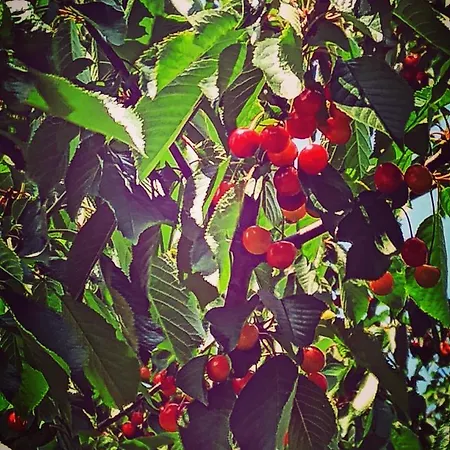 De Tino Cimanes del Tejar