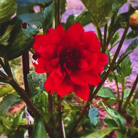 Apartamento De Tino Cimanes del Tejar