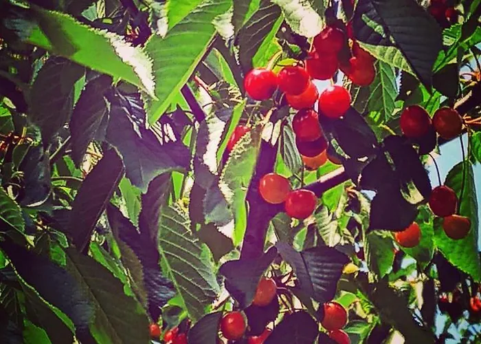 De Tino Cimanes del Tejar